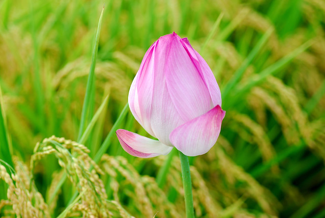 nukex 和nuke studio_nukex 和nuke studio_nukex 和nuke studio