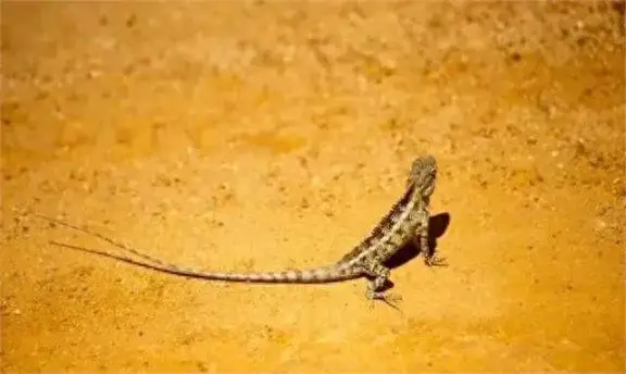 壁虎恢复数据_壁虎恢复数据手机版软件_壁虎数据恢复如何root