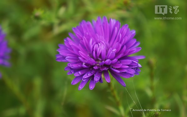 大白菜安装原版系统_大白菜安装原版win8.1_大白菜安装原版win10