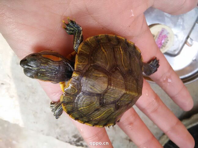 手机耗电量快怎么办oppo_怎样让oppo手机不耗电_oppo手机牦电