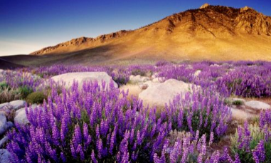 医师节海报2024_中国医师节海报2024_wwdc2024海报