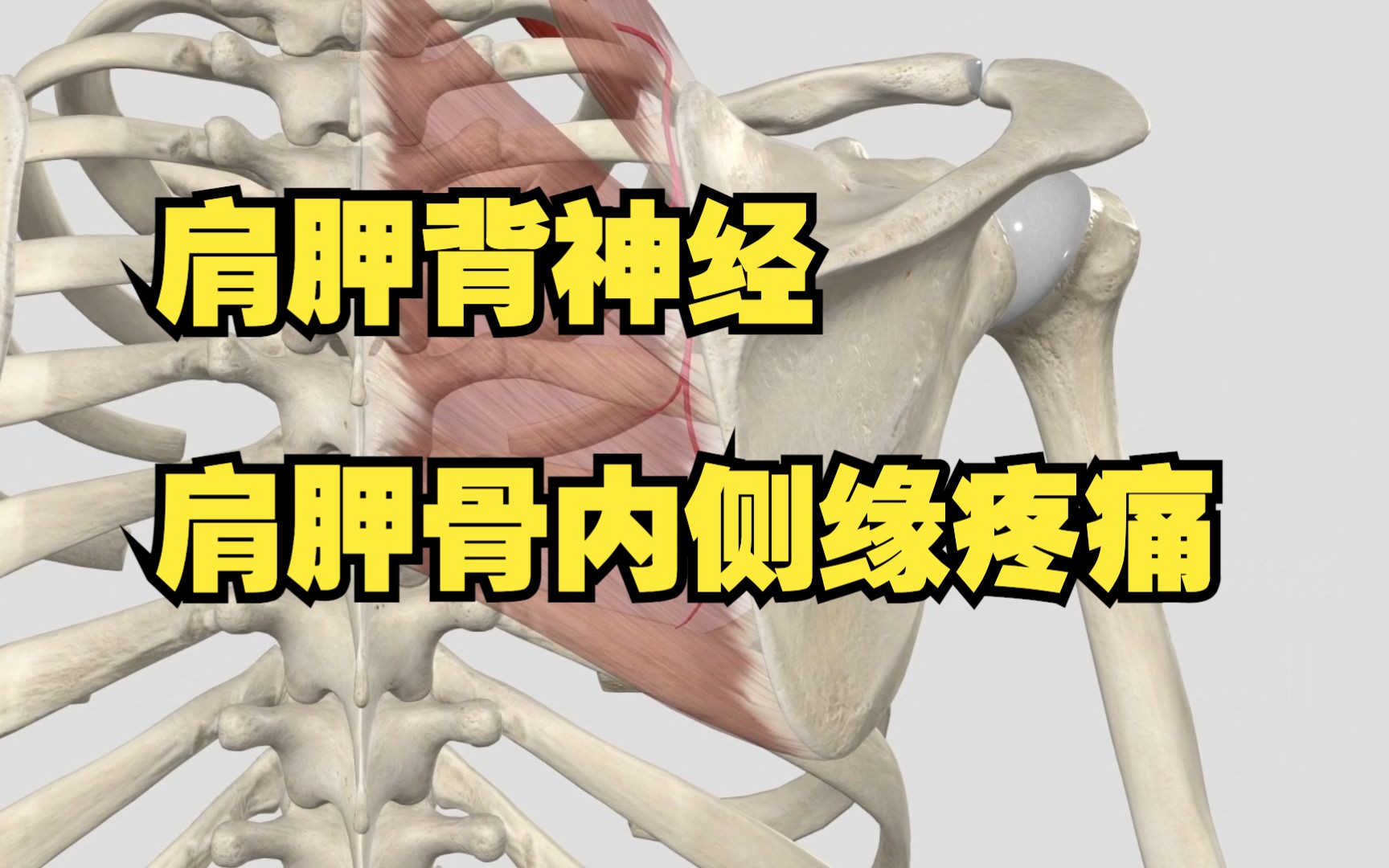 后背肩胛骨疼呼吸都疼_后背疼骨呼吸肩胛骨疼痛_深呼吸肩胛骨后背疼