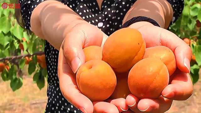 pear os 下载_下载Peak_下载pear