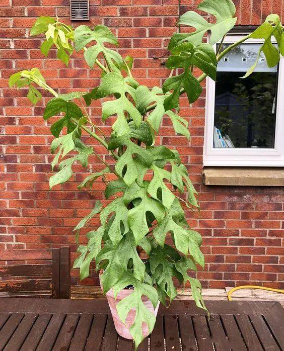 美国乐至宝沙发价格_美国乐至宝沙发多少钱_md沙发找乐至宝品牌好