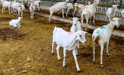 中国大型养羊基地_中国最大的养羊基地_中国养羊大王