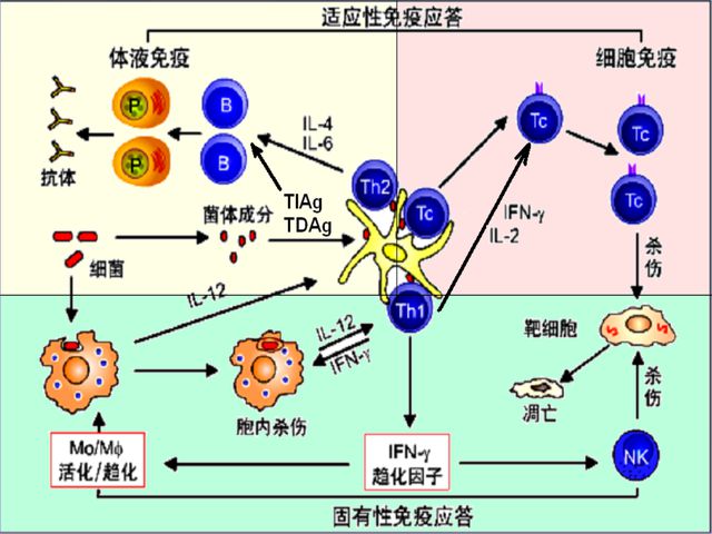 克罗恩吧_罗恩克拉克_罗恩克病
