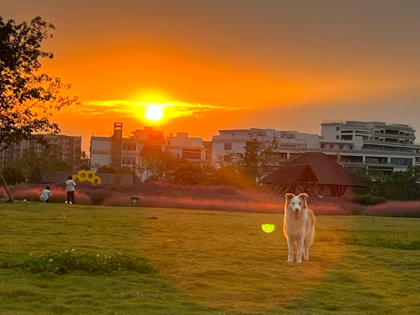 乐至县政府采购网_乐至县政府采购招标网_乐至县交易中心招标信息