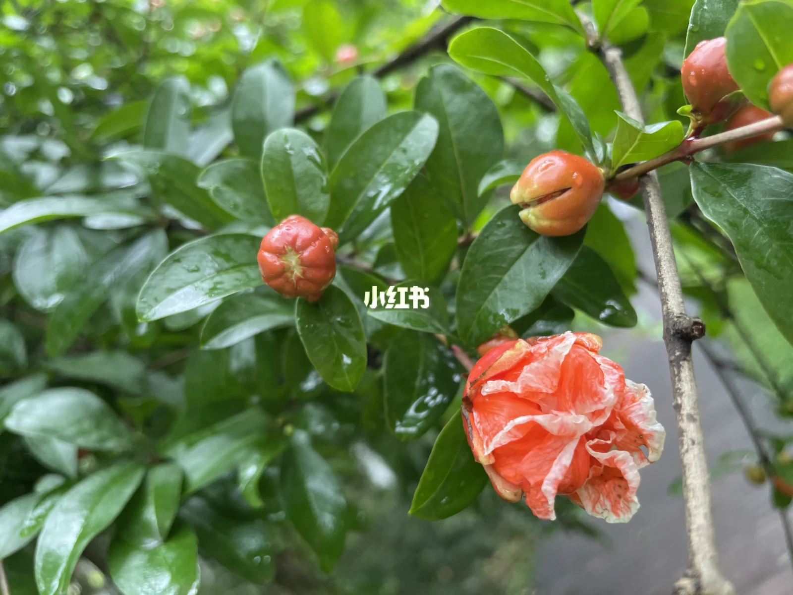 空洞型肺结核严重吗-空洞型肺结核：严重、易传染且治疗麻烦，你了解多少？