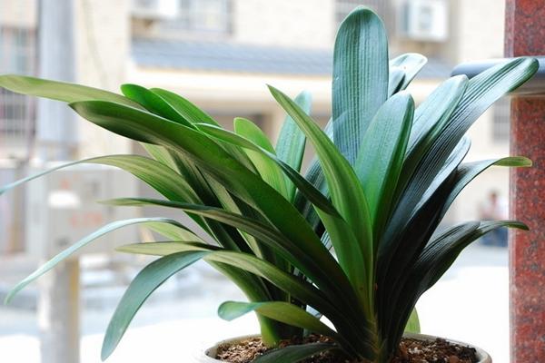 肛瘘术后高锰酸钾坐浴浓度_肛瘘手术高锰酸钾比例_肛瘘手术高锰酸钾的用多长时间