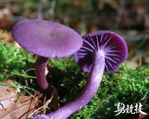 dota2launcher.exe_dota2launcher.exe_dota2launcher.exe