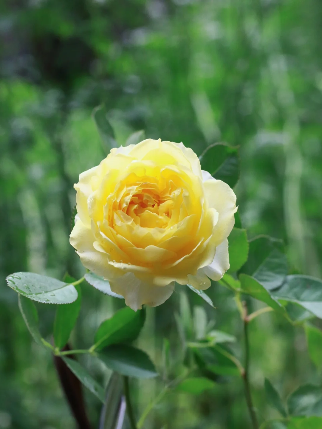 ddraw.lib_ddraw.lib_ddraw.lib