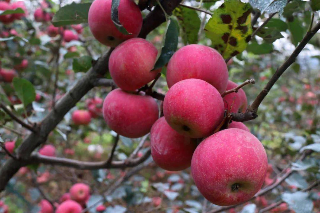 基佬大乱斗手机版：热血格斗盛宴，独特画风与不服输精神等你来战