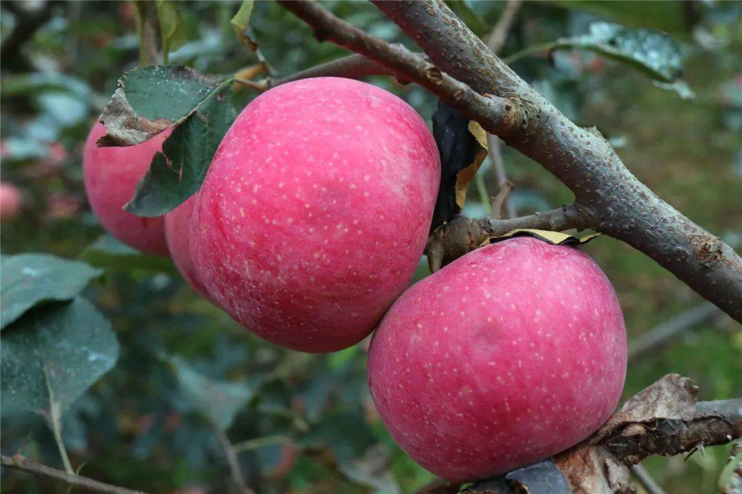 基佬大乱斗ping特别高_基佬大乱斗手机版_手机版基佬大乱斗怎么丢人