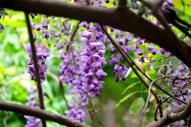 loic使用_法语loic名字中文叫什么_法语loic