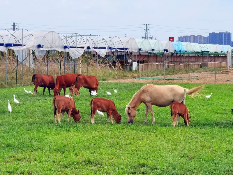 犇牛病毒导致不能上网_病毒会导致网卡吗_上网会中病毒吗