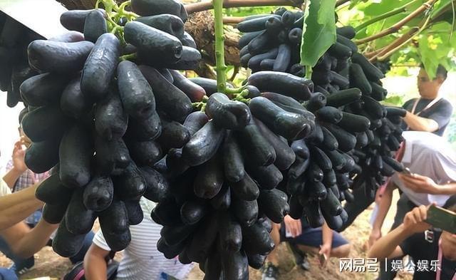 老年人肺炎吃什么好？易消化食物、蔬菜汤、蛋白质、水果缺一不可