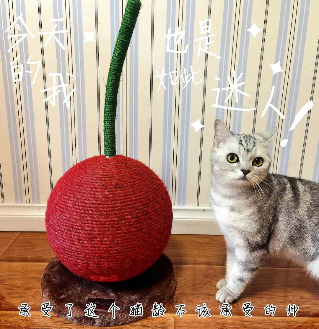 图画简笔画猫_超级猫的图画_怎么用画图画猫