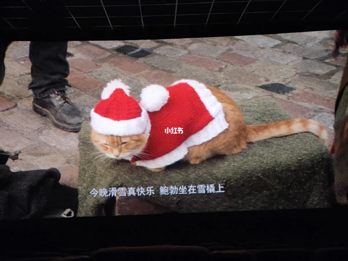 图画简笔画猫_超级猫的图画_怎么用画图画猫