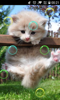 安卓系统小猫咪,趣味互动体验